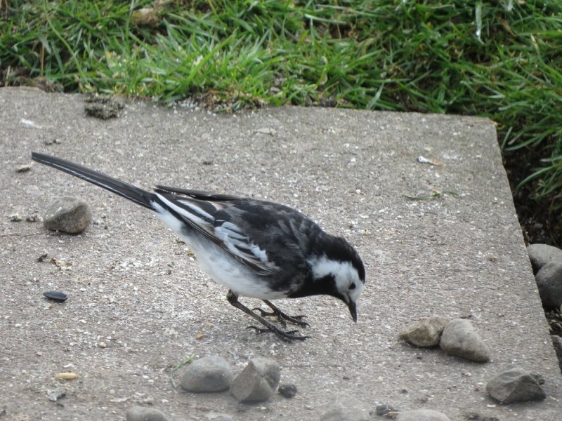 Pied Wagtail (2).JPG