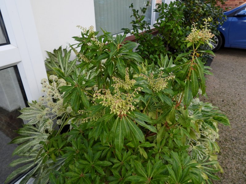 pieris.JPG