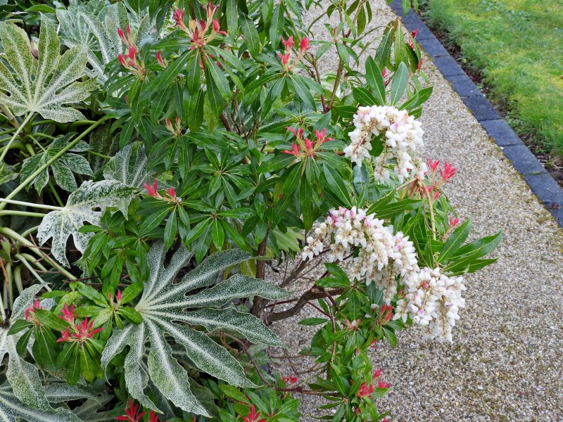 pieris.JPG