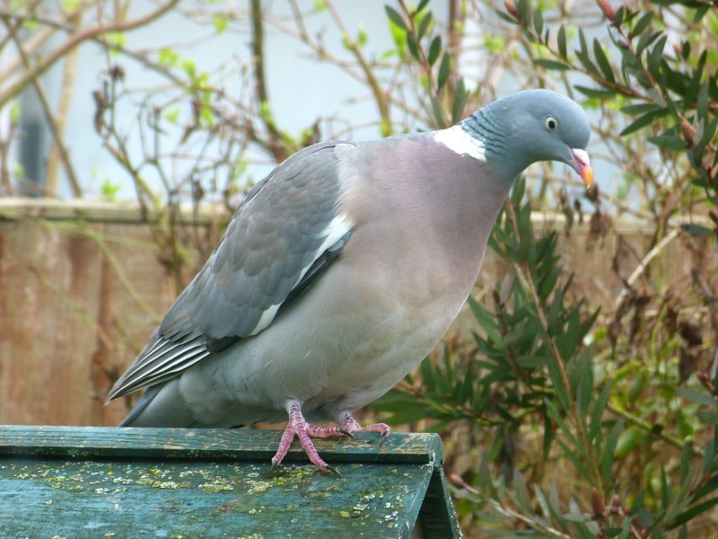 pigeon.JPG