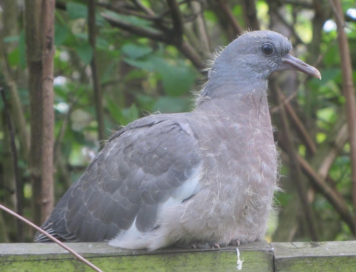 pigeon on fence.jpg