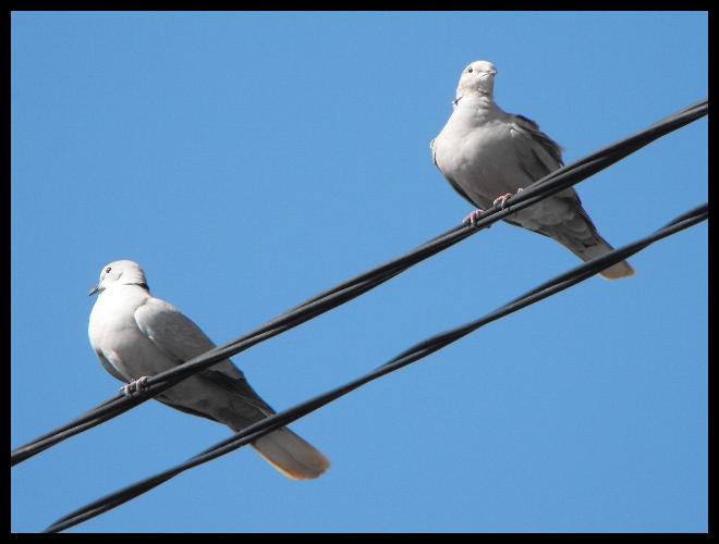 Pigeons2.JPG