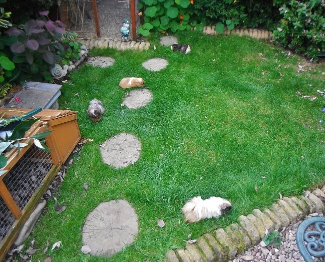 piggies loose in the garden (long grass) (2).JPG