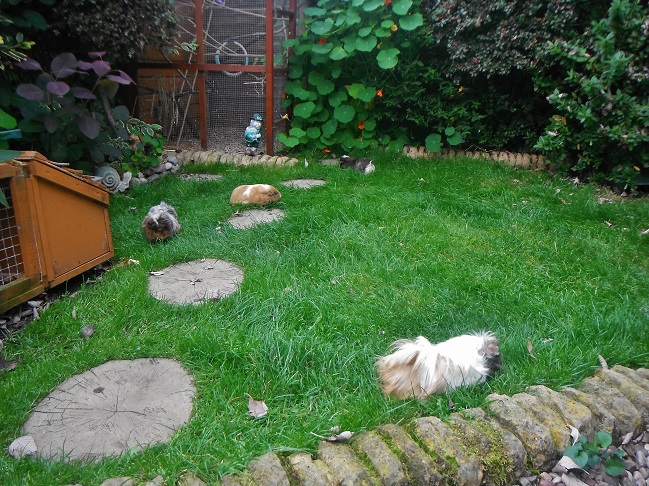 piggies loose in the garden (long grass) (3).JPG