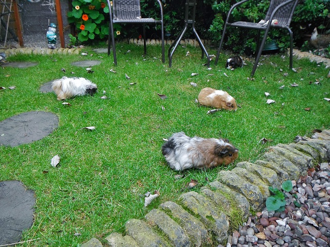 piggies loose in the garden (short grass) (1).JPG