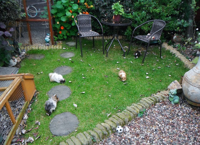 piggies loose in the garden (short grass) (2).JPG