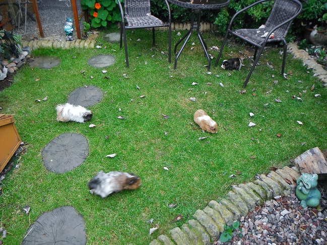 piggies loose in the garden (short grass) (3).JPG