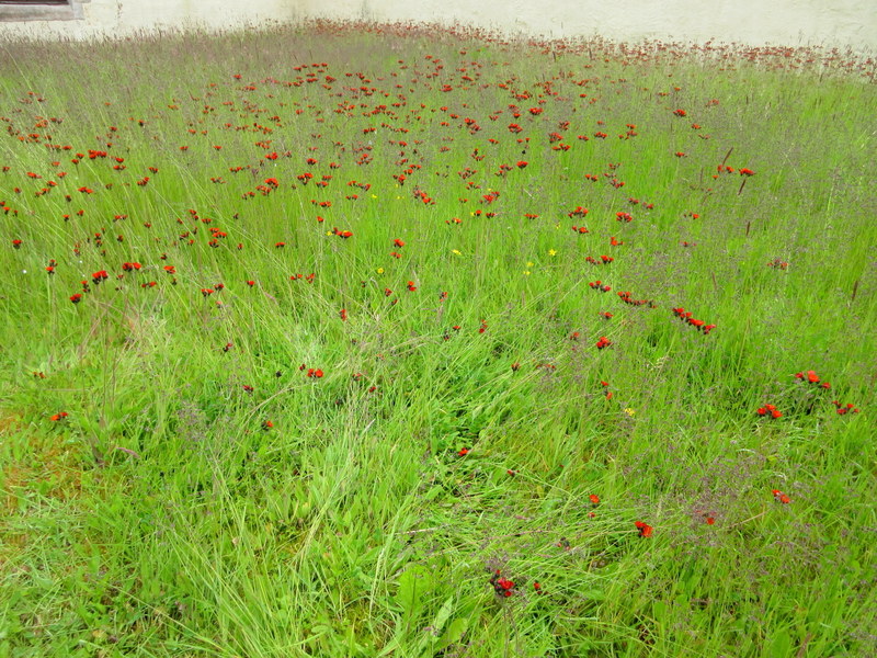 PILOSELLA  AURANTIACA  ORANGE  HAWK  WEED  18-06-2024 11-07-027.JPG