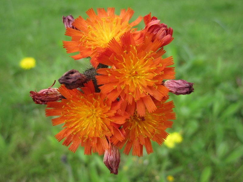 PILOSELLA  AURANTIACA  ORANGE  HAWK  WEED 21-Aug-12 3-29-25 PM.JPG