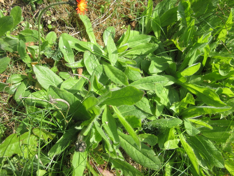 PILOSELLA  AURANTIACA  ORANGE  HAWKWEED 31-08-2018 14-08-28.JPG