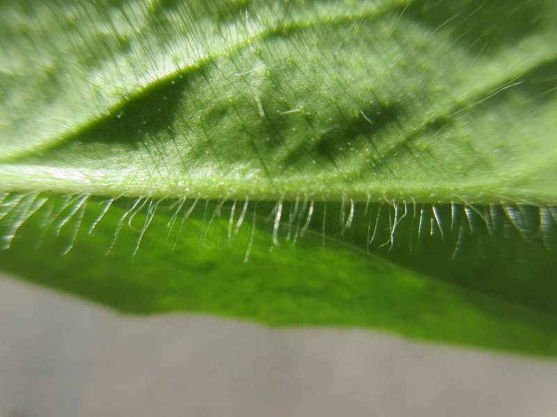 PILOSELLA  AURANTIACA  ORANGE  HAWKWEED 31-08-2018 14-09-32.JPG