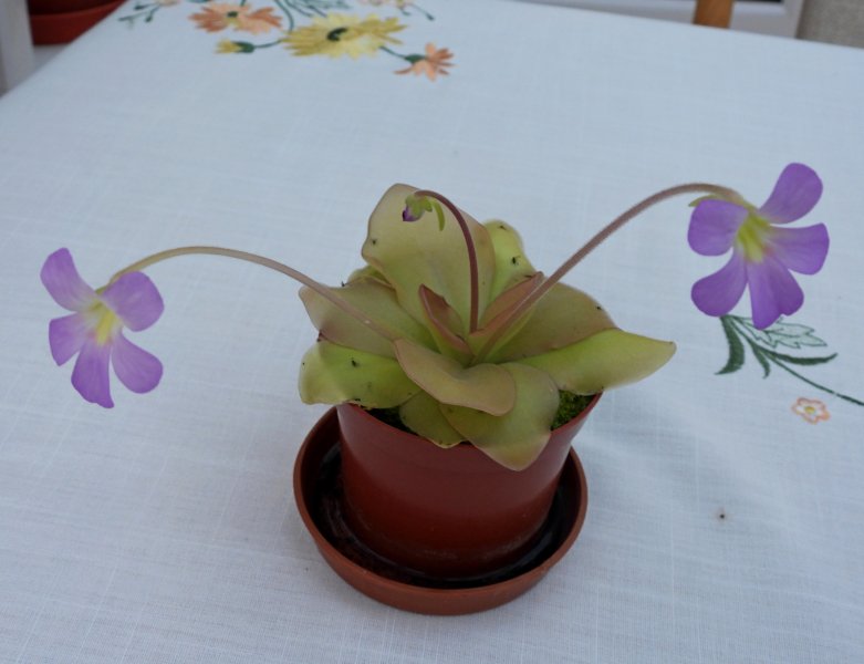 Pinguicula.JPG