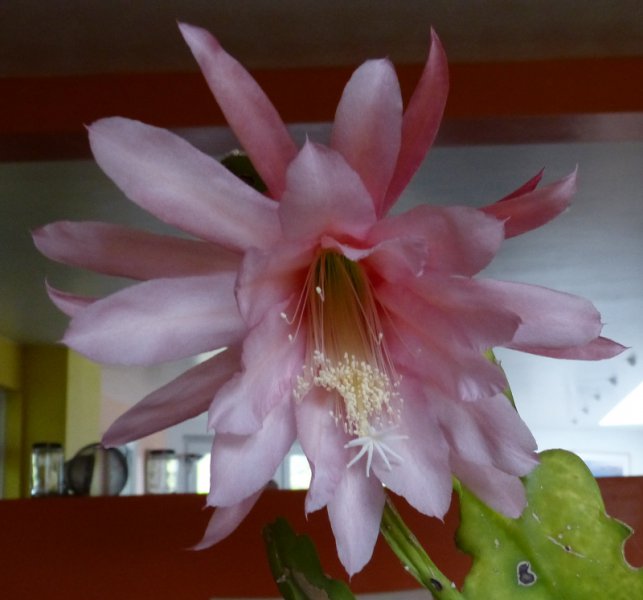 Pink Epiphyllum 4.JPG