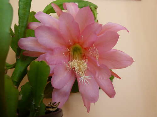 Pink epiphyllum.JPG