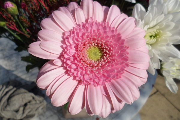 Pink Flower.jpg