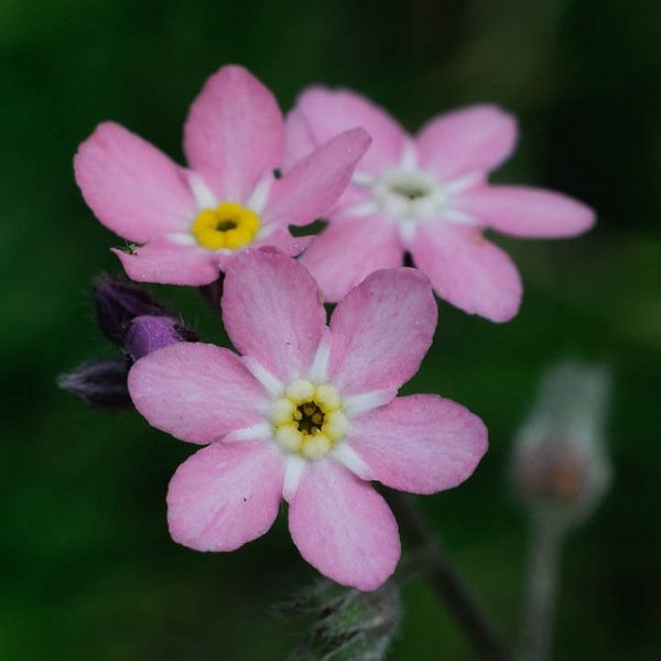 Pink forget me nots by calgary cat, via Flickr.jpg