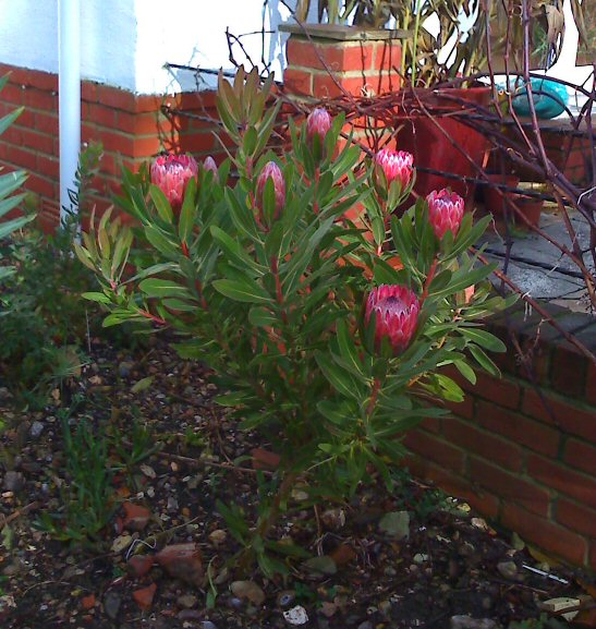 pink ice plant2.jpg