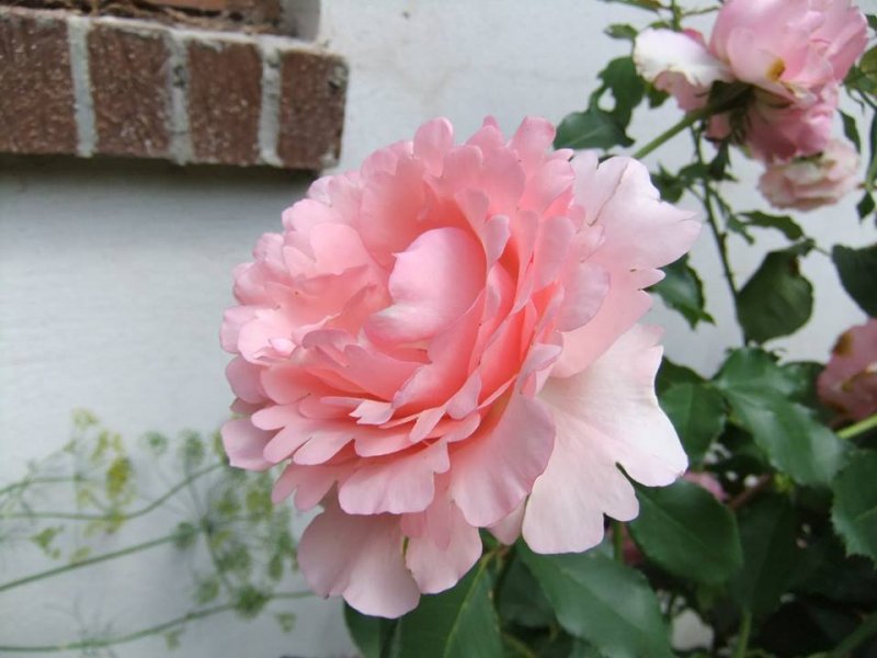 pink rose.jpg