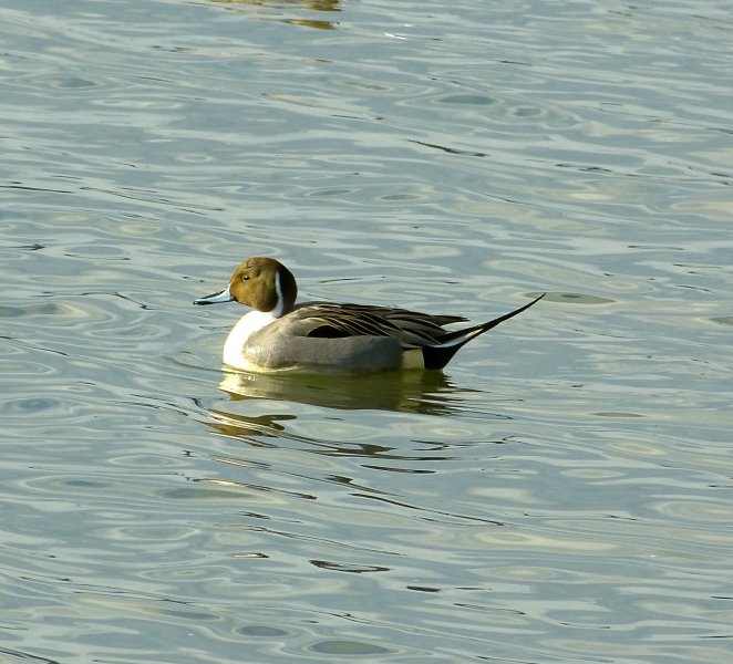 Pintail 1.JPG