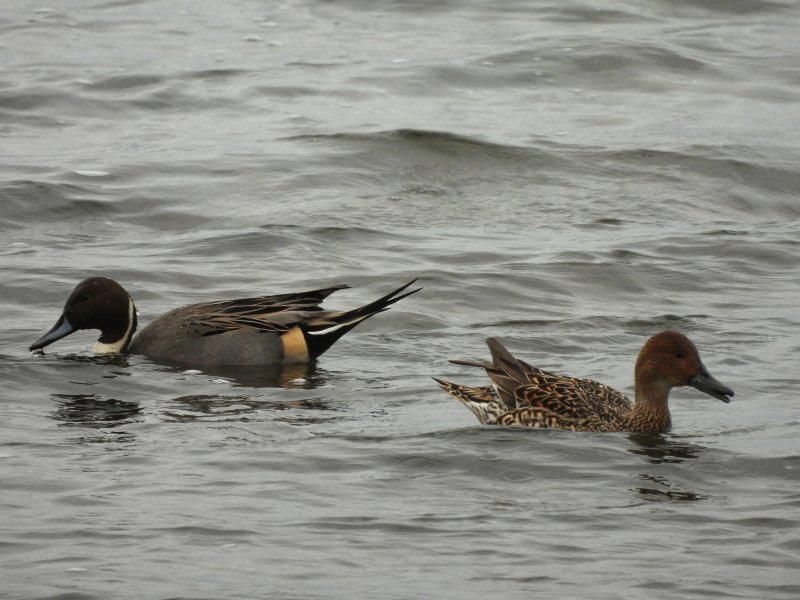 pintail 2.JPG