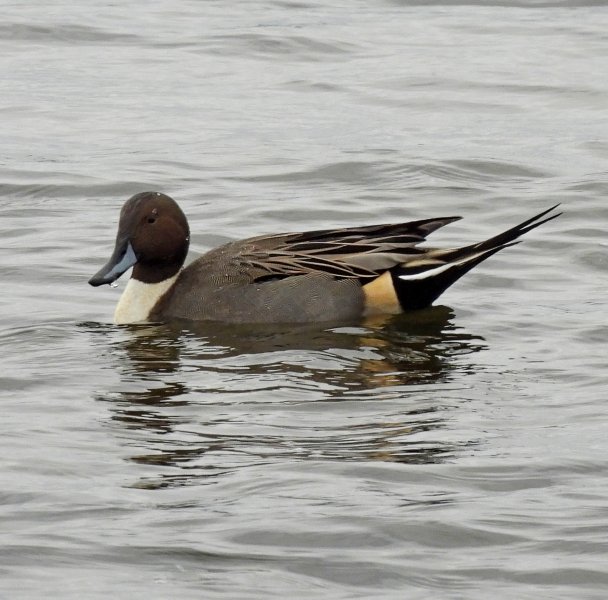 Pintail 8. 5.JPG