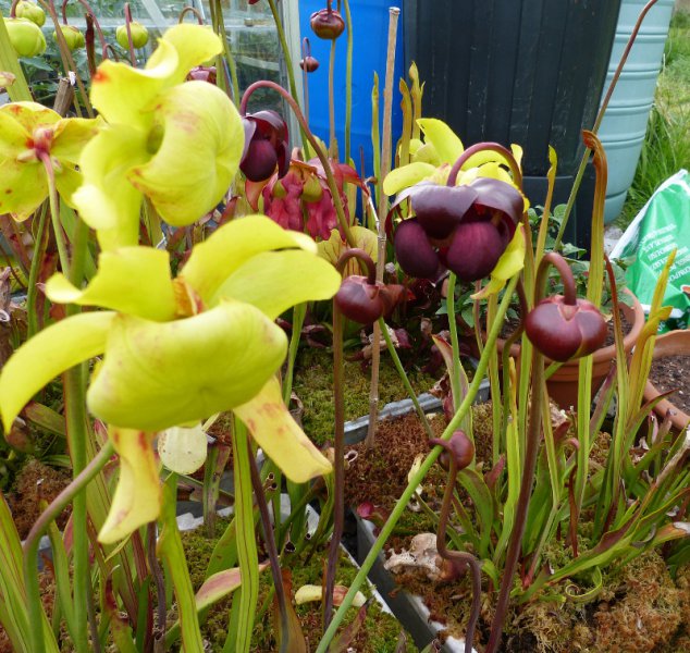 Pitcher plants.JPG