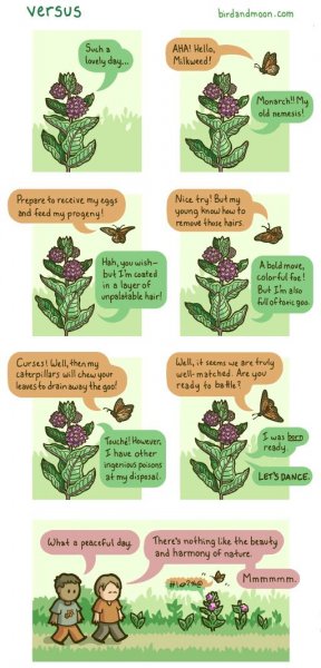 plant v butterfly.jpg