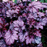 plant_heuchera__amethyst_mist____1_85.jpg