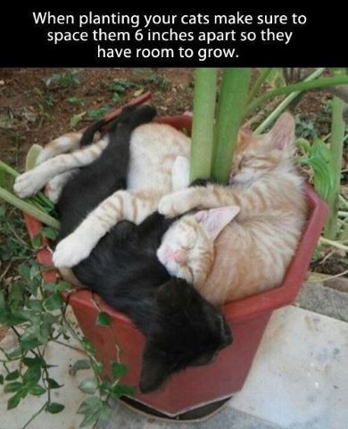 Planted Cats.jpg