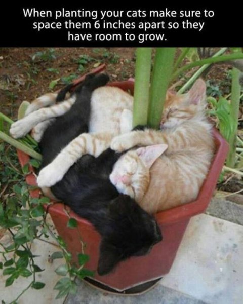 Planting Cats.jpg