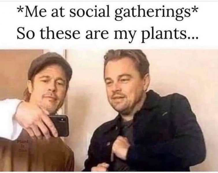 Plants.jpg