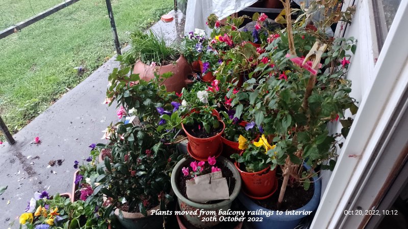 Plants moved from balcony railing to interior 20th October 2022.jpg