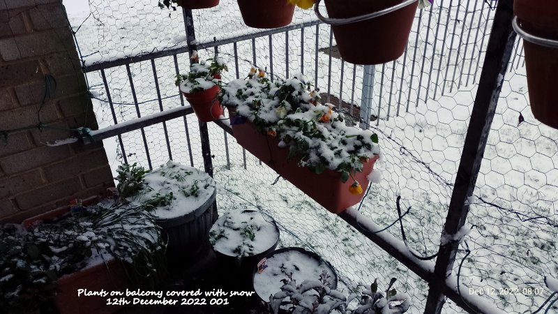 Plants on balcony covered with snow 12th December 2022 001.jpg