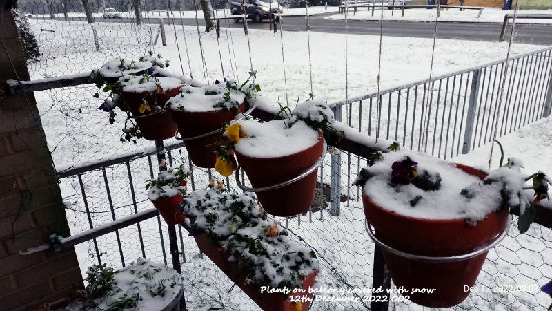 Plants on balcony covered with snow 12th December 2022 002.jpg