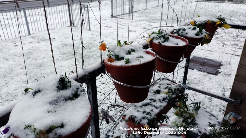 Plants on balcony covered with snow 12th December 2022 003.jpg