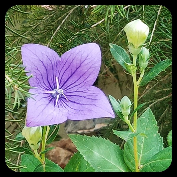 Platycodon grandiflorus 12 Jun 23.jpg