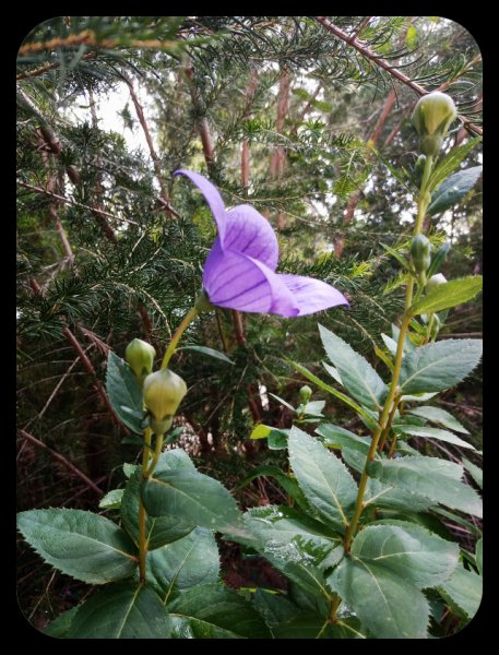 Platycodon grandiflorus2 12 Jun 23.jpg