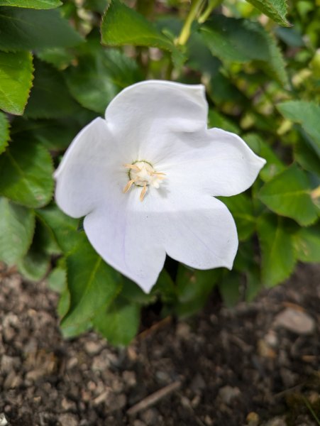 PlatycodonFlower.jpg