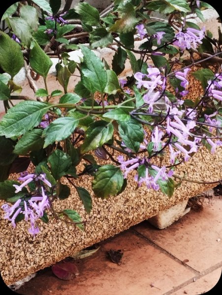 Plectranthus 11 Oct 24.jpg