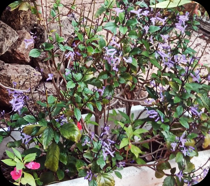 Plectranthus 15 Oct 23.jpg