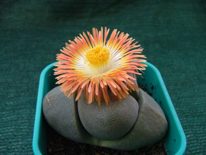 Pleiospilos nelii  02 - small.jpg