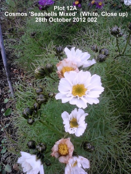 Plot 12A - Cosmos 'Seashells Mixed' (White, Close up) 28-10-2012 002.jpg