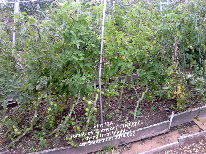 Plot 12A - Tomatoes 'Gardener's Delight' dying from blight 04-09-2014 002.jpg