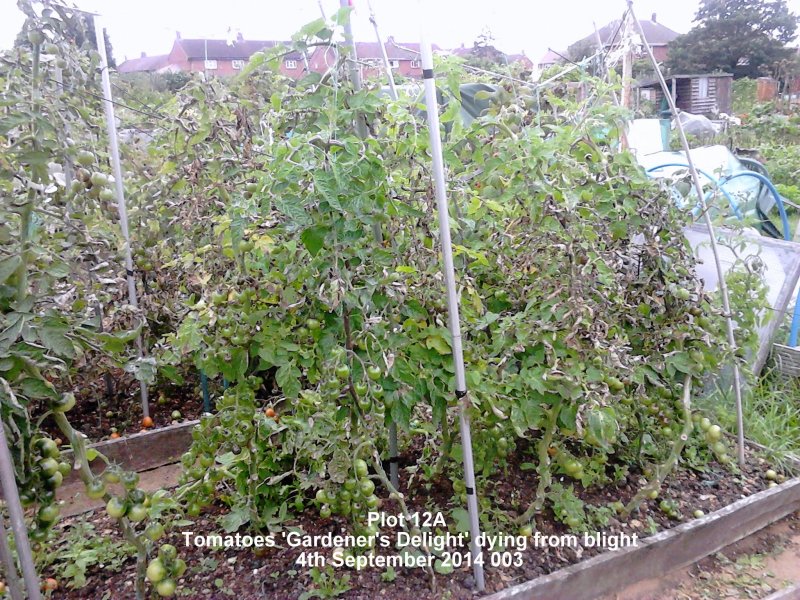 Plot 12A - Tomatoes 'Gardener's Delight' dying from blight 04-09-2014 003.jpg