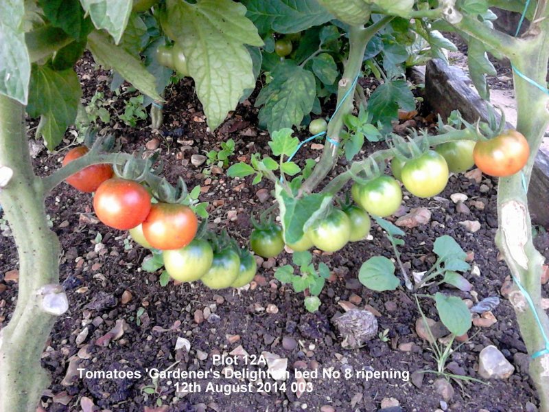 Plot 12A - Tomatoes 'Gardener's Delight' in bed No 9 ripening 12-08-2014 002.jpg