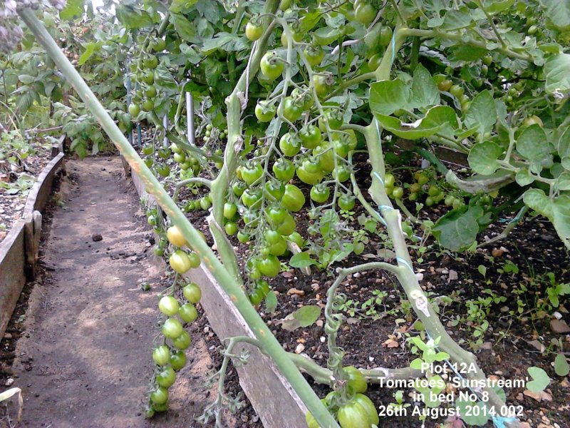 Plot 12A - Tomatoes 'Sunstream' in bed No 8 26-08-2014 002.jpg