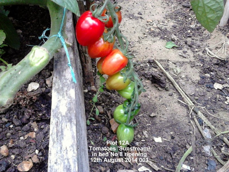 Plot 12A - Tomatoes 'Sunstream' in bed No 8 ripening 12-08-2014 001.jpg