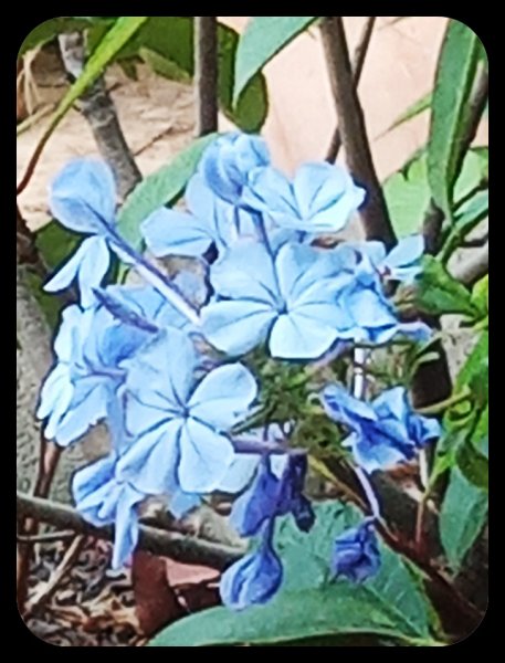 Plumbago 10 Jun 23.jpg