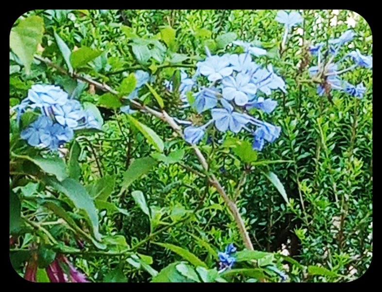 Plumbago 10Jun 23.jpg