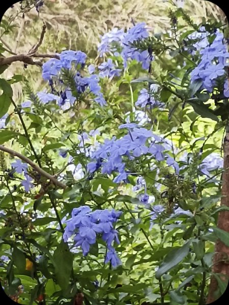 Plumbago 13 Aug 23.jpg